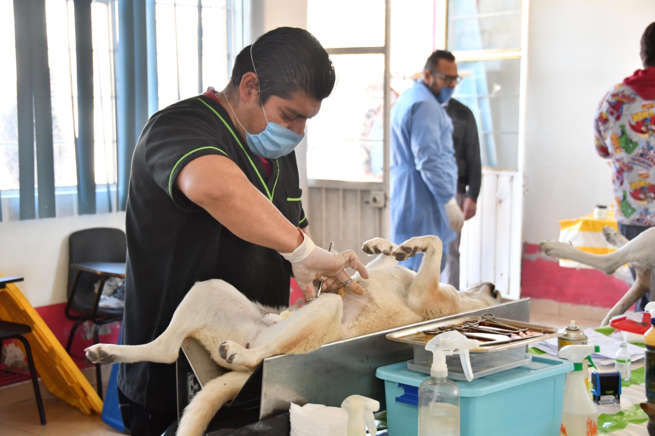 Realizarán gobierno de Huamantla y SESA jornada de esterilización para perros y gatos